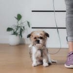 dog training courses online australia